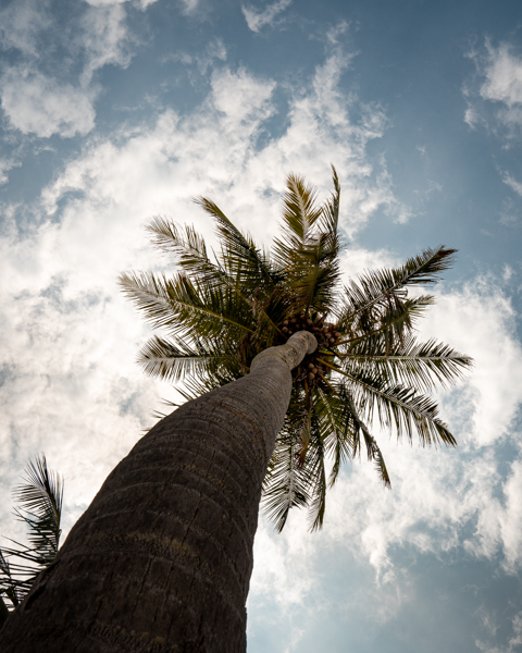 Sky-Kissing Palm Tree